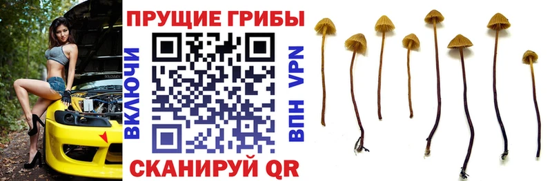 Галлюциногенные грибы прущие грибы  Купить где  Краснозаводск 